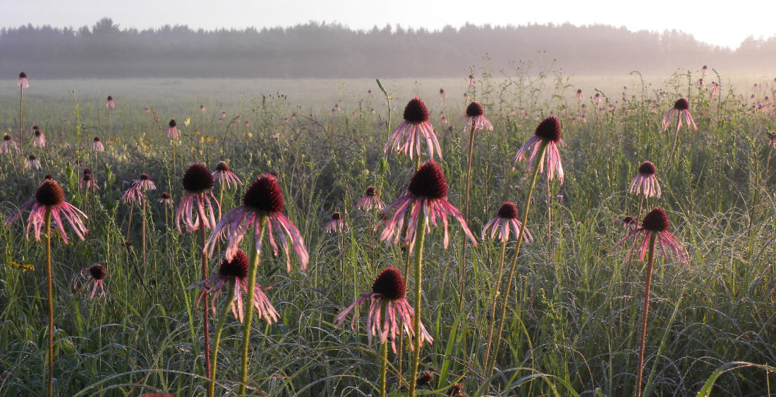 Purple Coneflowers2_20100803223648